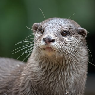 Nieuw rapport: na opleving is de kwaliteit van zoetwaternatuur weer sterk afgenomen