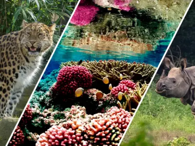 Countless endangered species are making a comeback due to global conservation efforts These success stories are a model for community-rooted conservation and population revival that could help other countries and regions rebuild their withering ecosystems.