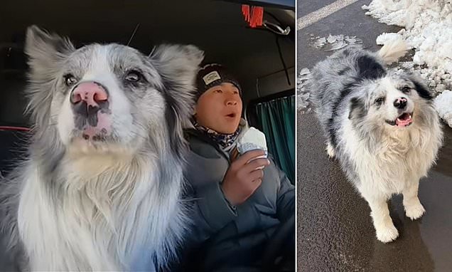 Famous dog is served up in Chinese restaurant after being abducted from farm A social media famous dog was allegedly served up as a dish in a Chinese restaurant after being kidnapped from a farm and slaughtered.