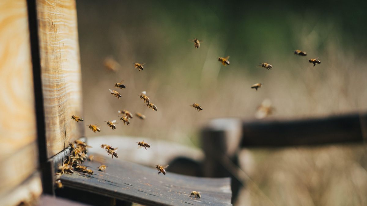 Parece imposible, pero estas abejas son capaces de sobrevivir hasta una semana bajo el agua Un nuevo estudio reveló que su capacidad fisiológica les permite hacer frente a condiciones ambientales extremasEl consumo de larvas separó a neandertales y humanos europeos, una diferencia que cambia la lectura de su alimentación
La naturaleza no deja de sorprendernos, pero los animales tampoco. ¿Cómo sobrevivirán estas especies a la crisis climática? La pregunta no tiene una respuesta universal, pero existen casos paradigmáticos que ya están dando que hablar entre los científicos. Es el caso, por ejemplo, de las reinas de abejorro, capaces de sobrevivir sumergidas bajo el agua durante al menos una semana.
En invierno, a diferencia de la primavera, estos insectos están enterrados bajo tierra y entran en un estado similar a la hibernación conocido como diapausa. Durante este periodo, que dura entre seis y nueve meses, las reinas son vulnerables a los encharcamientos, ya que la lluvia y el deshielo inundan sus madrigueras, que son poco profundas.
Pero eso no es un problema para ellas, porque se ha demostrado que estas logran mantenerse con vida hasta la primavera respirando bajo el agua. ¿Cómo lo hacen? Un grupo de investigadores ha analizado unas cuantas abejas de este tipo y ha publicado sus hallazgos en la revista Proceedings of the Royal Society B.
Abejas.
Comprobación en laboratorio
Para investigar cómo era posible que estos insectos respiraran sumergidas, el equipo introdujo a reinas sanas en cámaras de respirometría donde podían controlar con precisión las condiciones de temperatura, oxígeno y humedad. La idea era simular una inundación real como la que deben hacer cuando entran en diapausa.
Aunque su metabolismo se redujo drásticamente durante la diapausa, los experimentos detectaron que las abejas producían continuamente dióxido de carbono y consumían oxígeno disuelto en el agua, lo que indica que siguen respirando en condiciones de inmersión.
El estudio también demostró que, cuando el oxígeno escasea, las reinas recurren parcialmente a un metabolismo anaeróbico, es decir, la generación de energía sin oxígeno, lo que provoca la acumulación de lactato en su organismo. Este compuesto aumenta durante los días de inmersión y les permite sobrevivir durante episodios prolongados de inundación.
Frente al cambio climático
Los autores del estudio destacan que esta capacidad fisiológica de las reinas de abejorros es clave por dos razones principales. Por un lado, porque les permite sobrevivir como especie conforme cambian las estaciones. Pero además, los hallazgos sugieren que esta capacidad de inmersión podría ayudarlas en contextos ambientales donde los episodios de inundación sean más frecuentes o intensos.