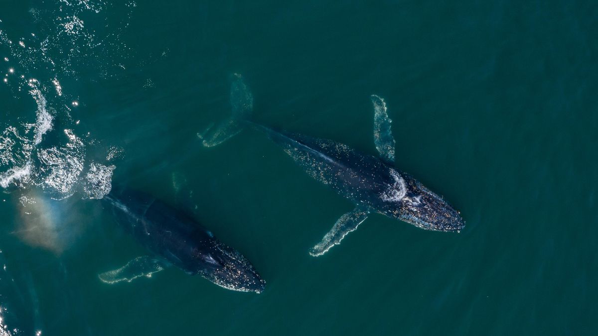La tecnología secreta de la Guerra Fría acabó dando voz a las ballenas y transformó la acústica marina Escuchas militares - Diversos hallazgos surgieron cuando materiales reservados pasaron a manos académicas y permitieron observar comportamientos animales que antes resultaban muy difíciles de analizar
La rivalidad entre Washington y Moscú definió gran parte de la segunda mitad del siglo XX. La Guerra Fría fue un enfrentamiento político, militar e ideológico que enfrentó a dos grandes bloques sin llevarlos a una guerra abierta entre ellos.
Por un lado estaba el bloque occidental, encabezado por Estados Unidos y apoyado por buena parte de Europa occidental y otros aliados. Por otro se encontraba el bloque oriental, liderado por la Unión Soviética y respaldado por los países integrados en su esfera de influencia. Esa competencia impulsó programas tecnológicos de enorme tamaño que terminaron teniendo usos muy distintos a los previstos inicialmente.
La apertura de archivos permitió descubrir fenómenos submarinos
Una de esas iniciativas nació en el ámbito naval estadounidense. Según explica el artículo adaptado por David Rothenberg y publicado en MIT Press Reader, la red de escucha submarina SOSUS fue diseñada para localizar submarinos a grandes distancias, pero acabó proporcionando a los científicos una herramienta extraordinaria para estudiar el océano y a algunos de sus habitantes más difíciles de seguir.
El cambio llegó tras el final de la Guerra Fría. Durante décadas, gran parte de las grabaciones permanecieron clasificadas porque formaban parte de un sistema estratégico desarrollado por la Office of Naval Research. Cuando la tensión entre bloques desapareció y se impulsaron programas de uso civil de recursos militares, investigadores de distintas disciplinas pudieron acceder a registros que permitían localizar fenómenos submarinos con una precisión poco habitual. Geólogos identificaron volcanes ocultos bajo el mar y biólogos empezaron a seguir los desplazamientos de los cetáceos mediante sus vocalizaciones.
Los registros ocultaron durante años llamadas de cetáceos
Entre las personas que recibieron aquella oportunidad figuraba Chris Clark, investigador de Cornell University. Clark recordó que nunca había solicitado acceso a esos datos y que todo comenzó en 1991, cuando Dennis Conlon, de la Office of Naval Research, le invitó a conocer el sistema. El científico describió su impresión con una frase que reflejaba el ambiente que encontró: Me quedé asombrado. Aquellas instalaciones, concebidas para fines militares, contenían una cantidad inmensa de información sobre sonidos que durante años habían sido considerados simples interferencias naturales.
Esas interferencias resultaron ser voces de ballenas. Los operadores detectaban explosiones profundas, gemidos, pulsos y tonos repetitivos que no coincidían con ningún submarino conocido. Durante mucho tiempo se clasificaron como biologicals, una categoría destinada a distinguir los sonidos naturales de los objetivos militares.
Los técnicos recibían formación específica para reconocerlos y evitar falsas alarmas. Sin embargo, aquellos registros escondían información valiosa sobre animales capaces de emitir señales que recorrían enormes distancias bajo el agua.
Los hidrófonos captaron sonidos a enormes distancias
La propia existencia de SOSUS explica por qué esas grabaciones eran tan detalladas. La red estaba formada por hidrófonos instalados en el fondo marino y conectados mediante cables a estaciones de escucha repartidas por distintas costas. Su misión consistía en identificar submarinos, contar hélices e incluso distinguir modelos concretos. Esa sensibilidad permitió captar también el paisaje acústico del océano. Parte de la precisión del sistema continúa siendo reservada, pero los investigadores comprobaron que podía seguir sonidos a escalas extraordinarias.
Clark desarrolló una interpretación especialmente sugerente sobre las ballenas boreales. A partir de sus observaciones propuso la idea del rebaño acústico, grupos que mantienen la cohesión mediante el sonido mientras avanzan bajo el hielo ártico. El investigador explicó que en ese entorno la audición adquiere una importancia enorme y añadió: Todos estamos conectados por el sonido. Según su planteamiento, los animales intercambian señales que les ayudan a orientarse en un medio donde el hielo produce una amplia variedad de ruidos.
Los especialistas continuaron estudiando navegación, reproducción y transmisión de señales porque muchas cuestiones permanecieron sin una respuesta definitiva
Los registros también permitieron seguir individuos concretos durante periodos muy largos. Clark relató que observó la trayectoria de una ballena azul durante 43 días a más de 1.600 kilómetros de distancia. El animal recorrió unos 3.500 kilómetros mientras emitía sus llamadas de forma continua.
Roger Payne ya había planteado en los años 70 que las grandes ballenas podían comunicarse a través de océanos enteros, y las capacidades de seguimiento ofrecidas por la red militar aportaron nuevos argumentos para estudiar esa posibilidad. Serge Masse recordó además el caso de operadores que detectaban señales similares en puntos separados por el Atlántico, aunque gran parte de esa información permaneció oculta durante años.
Aun así, muchas preguntas siguen abiertas. Clark considera posible que algunos sonidos sirvan también para orientarse mediante ecos reflejados en montañas submarinas u otras estructuras del fondo marino, aunque reconoce que faltan pruebas definitivas.
Las canciones de las ballenas azules y de los rorcuales siguen alimentando hipótesis sobre comunicación, reproducción y navegación. Lo que sí quedó claro tras la apertura de aquellos archivos es que una tecnología creada para vigilar adversarios militares terminó revelando un mundo acústico que atraviesa océanos enteros.